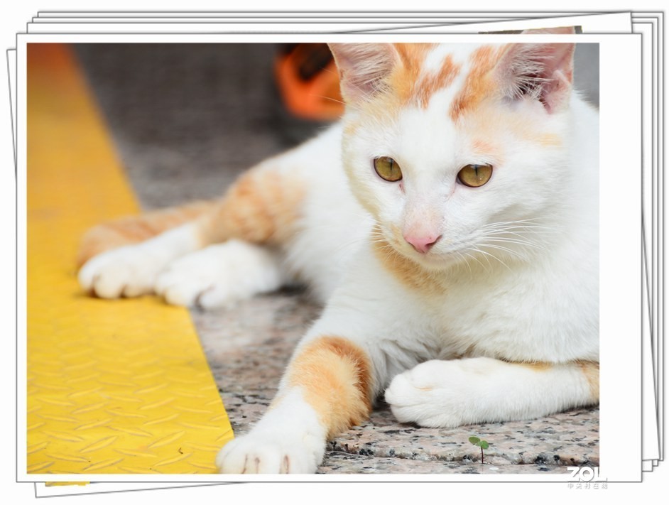 二手D7100+二手18-200VR一代 试拍