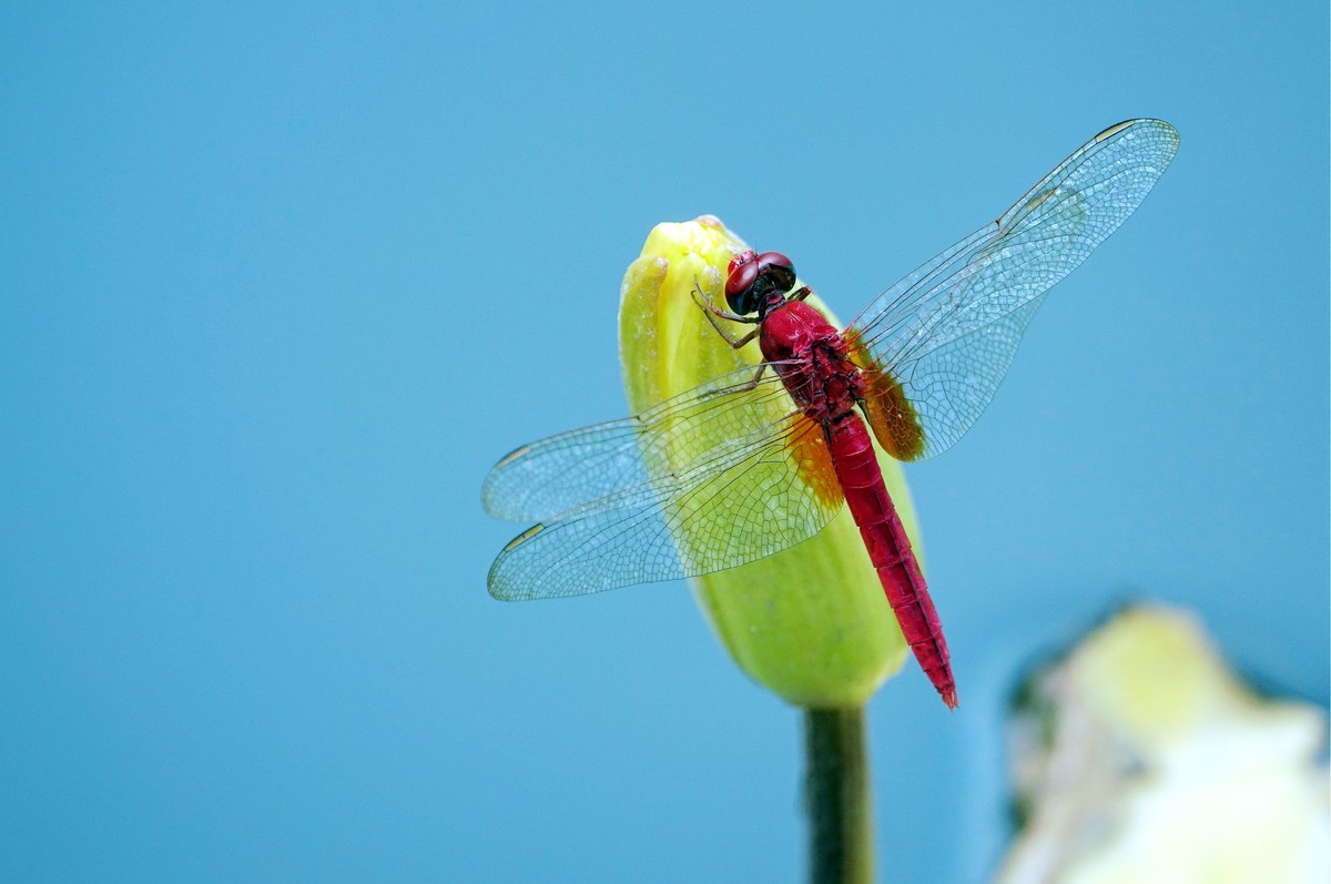 莲塘里的红蜻蜓