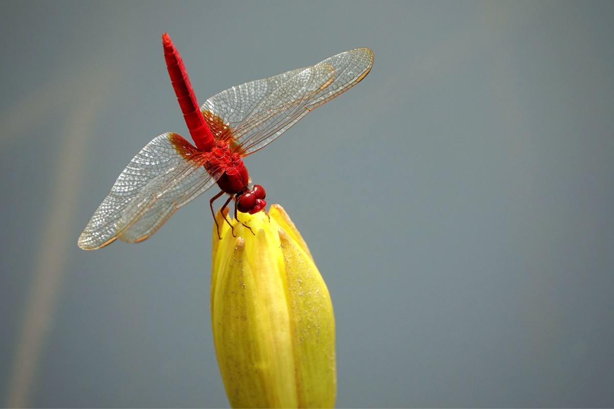 莲塘里的红蜻蜓