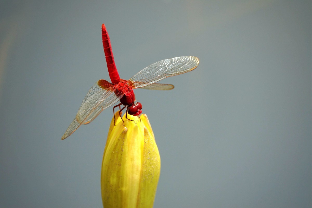 莲塘里的红蜻蜓
