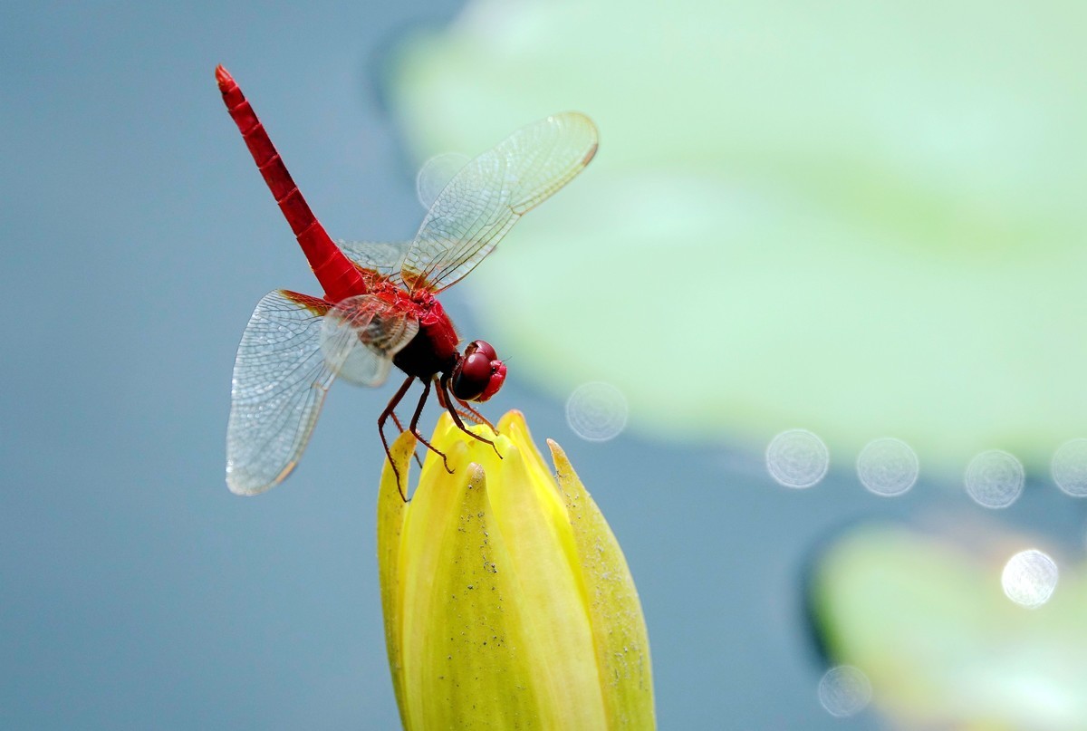 莲塘里的红蜻蜓