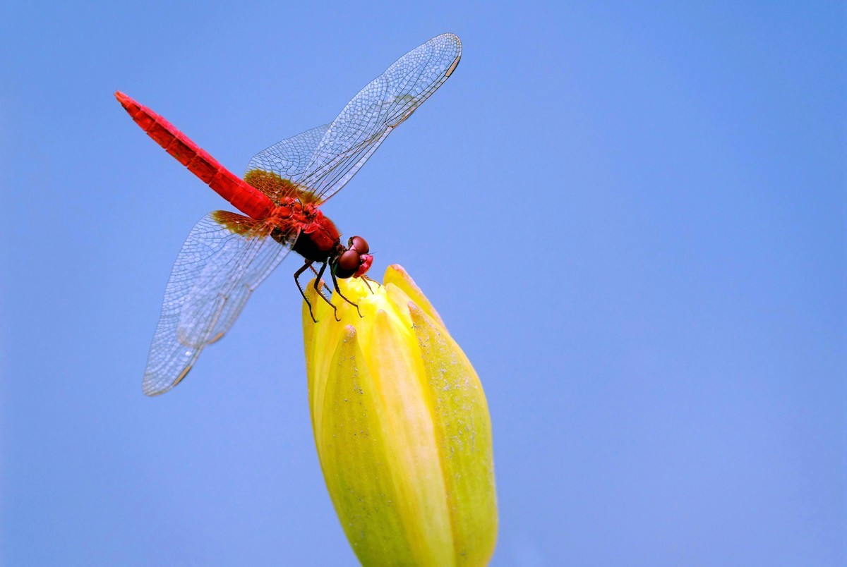 莲塘里的红蜻蜓