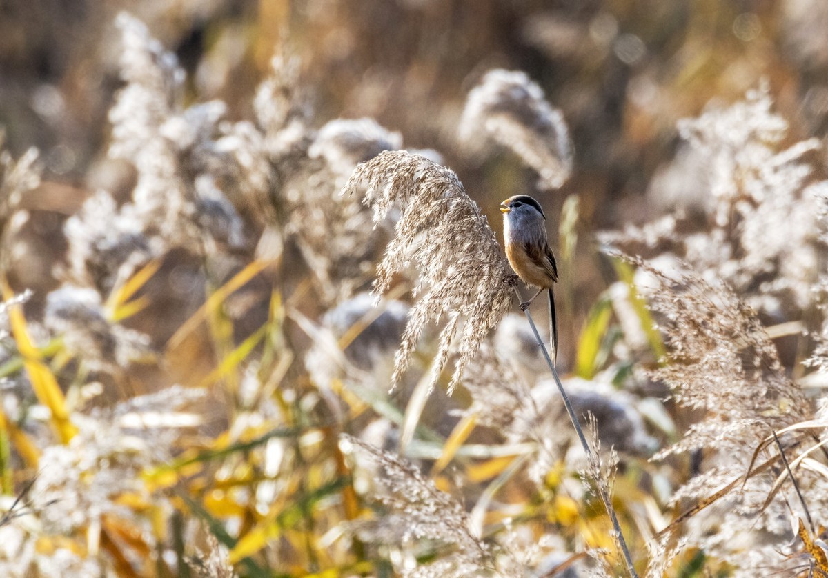 苇塘小精灵（三）