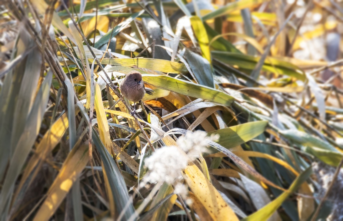 苇塘小精灵（三）
