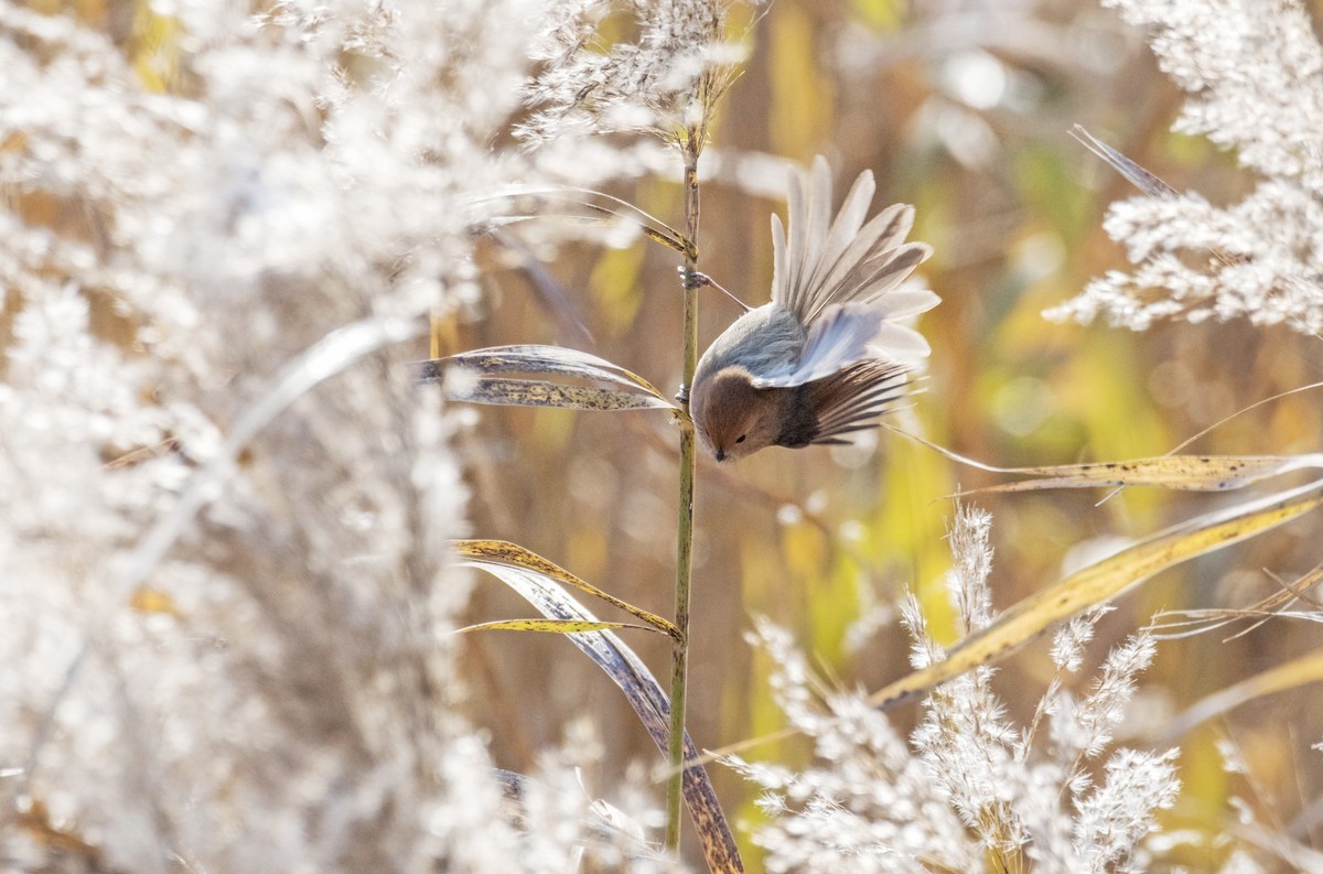 苇塘小精灵（三）