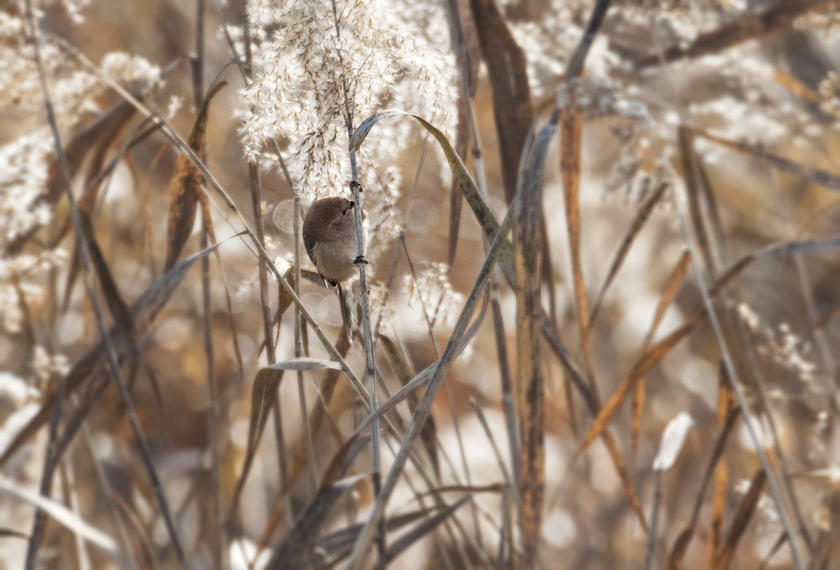 苇塘小精灵（三）