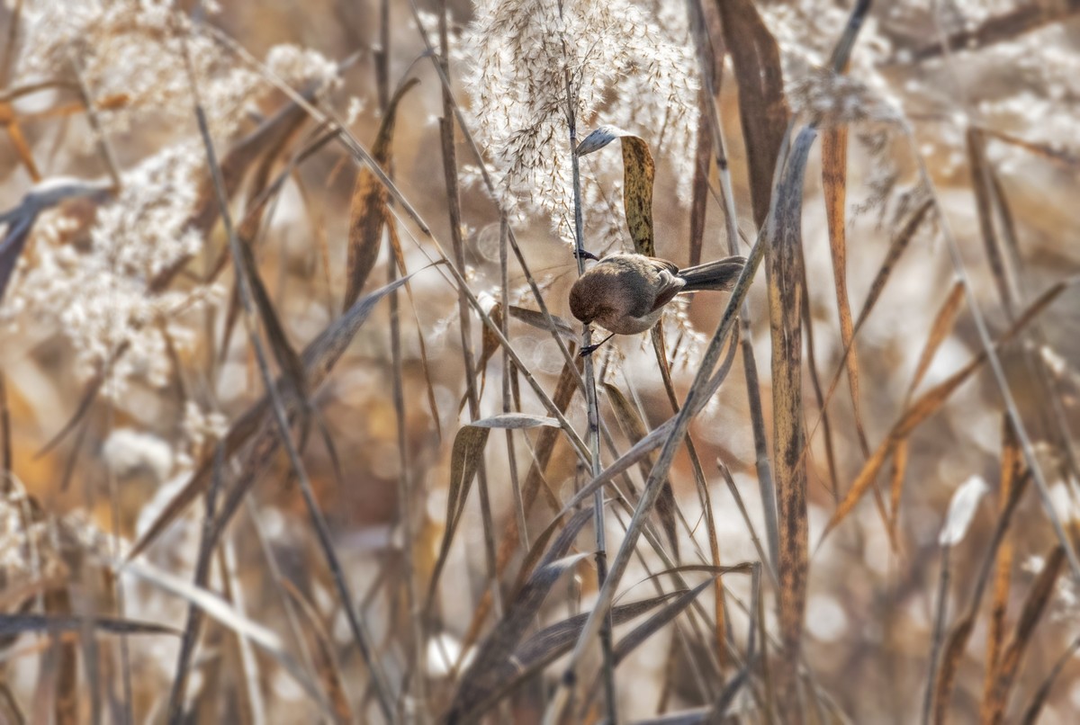 苇塘小精灵（三）