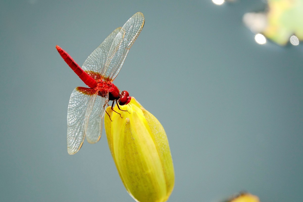 莲塘里的红蜻蜓
