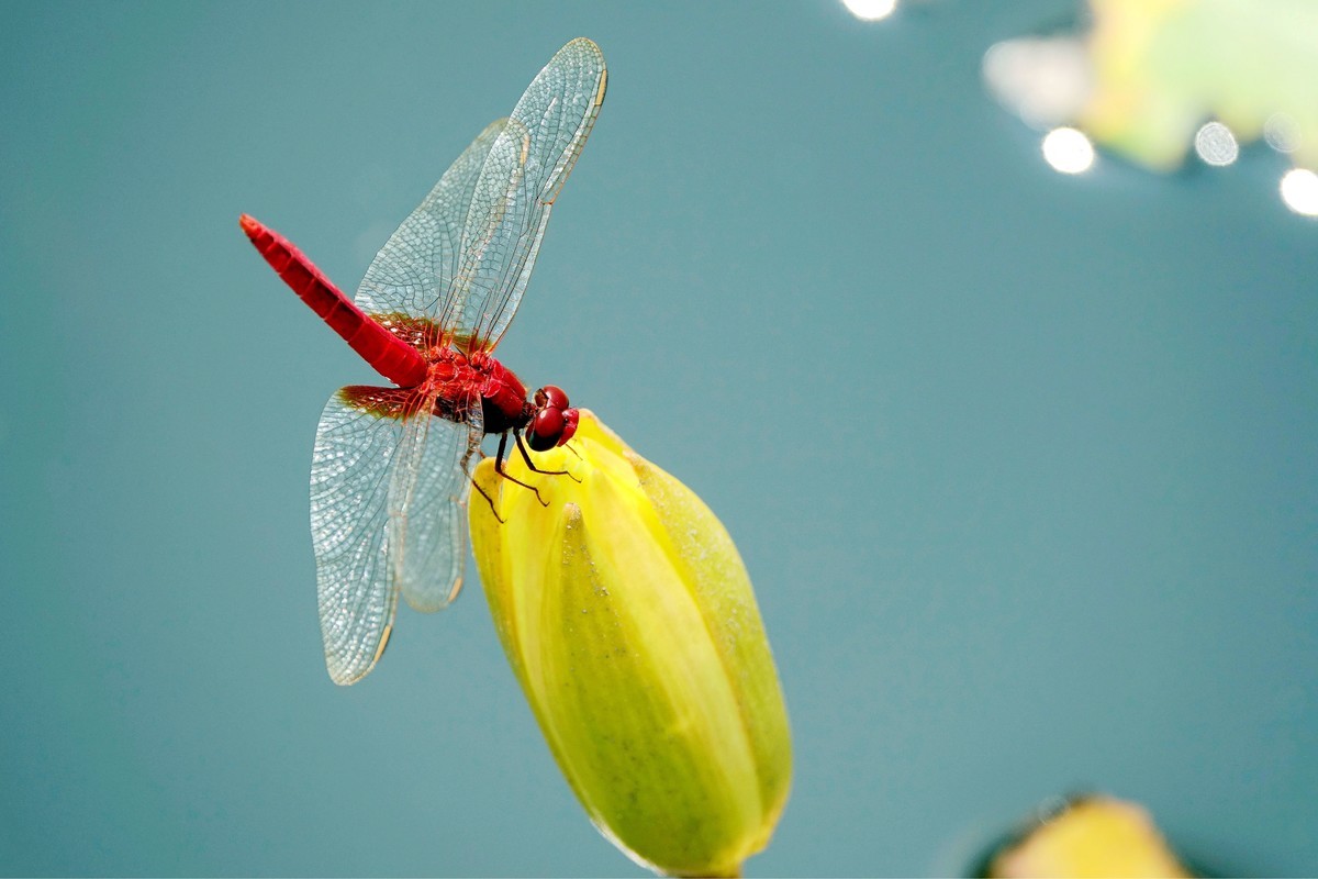 莲塘里的红蜻蜓
