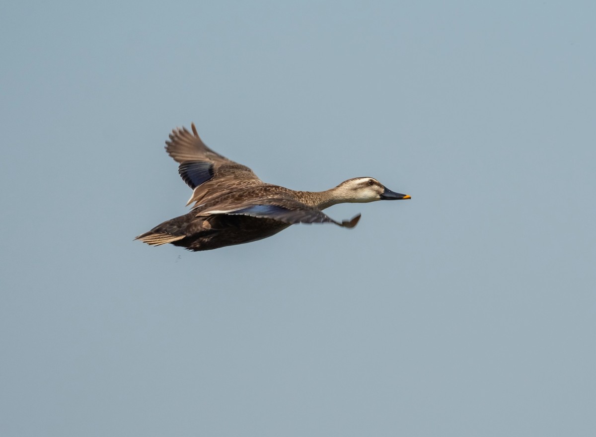 抓拍飞起来的斑嘴鸭