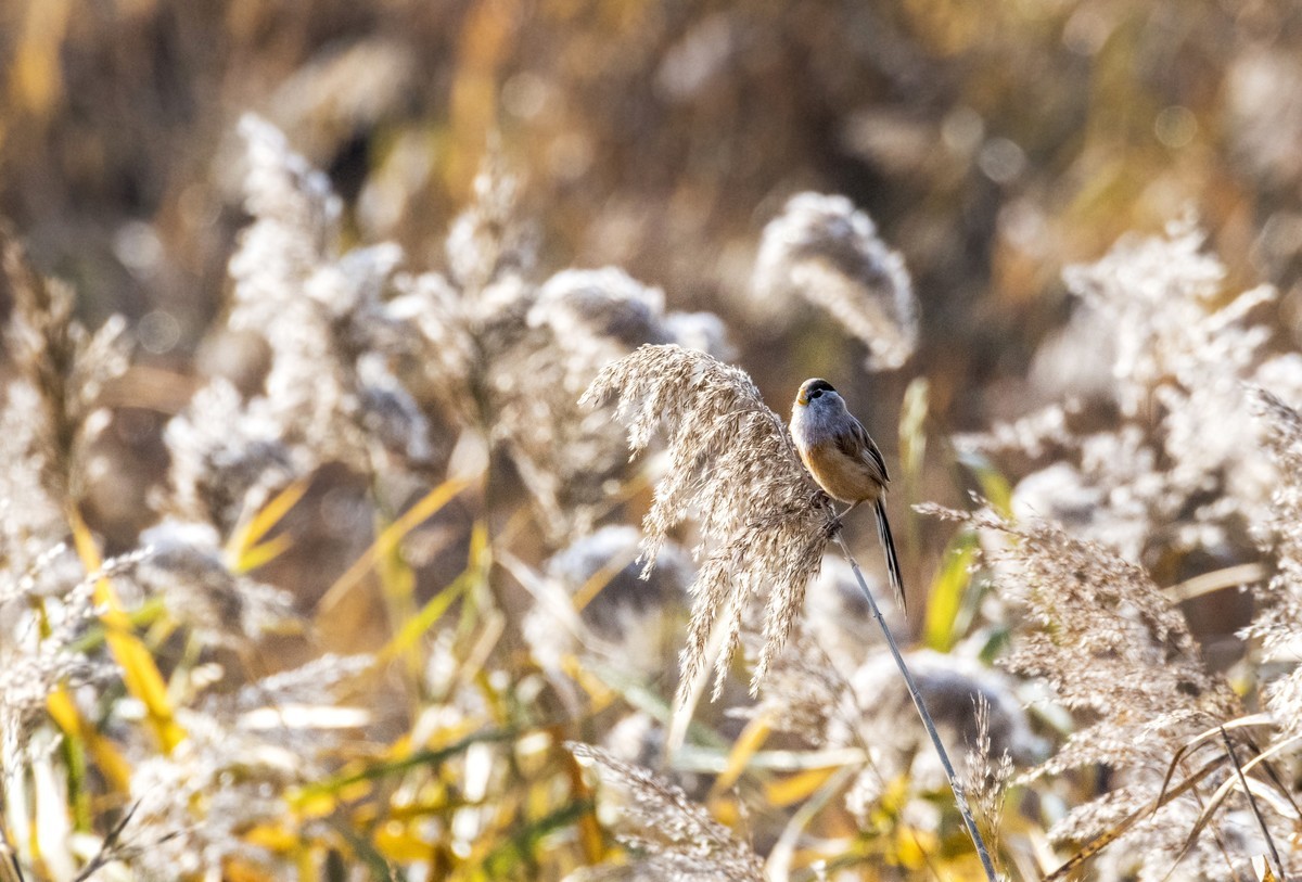 苇塘小精灵（三）