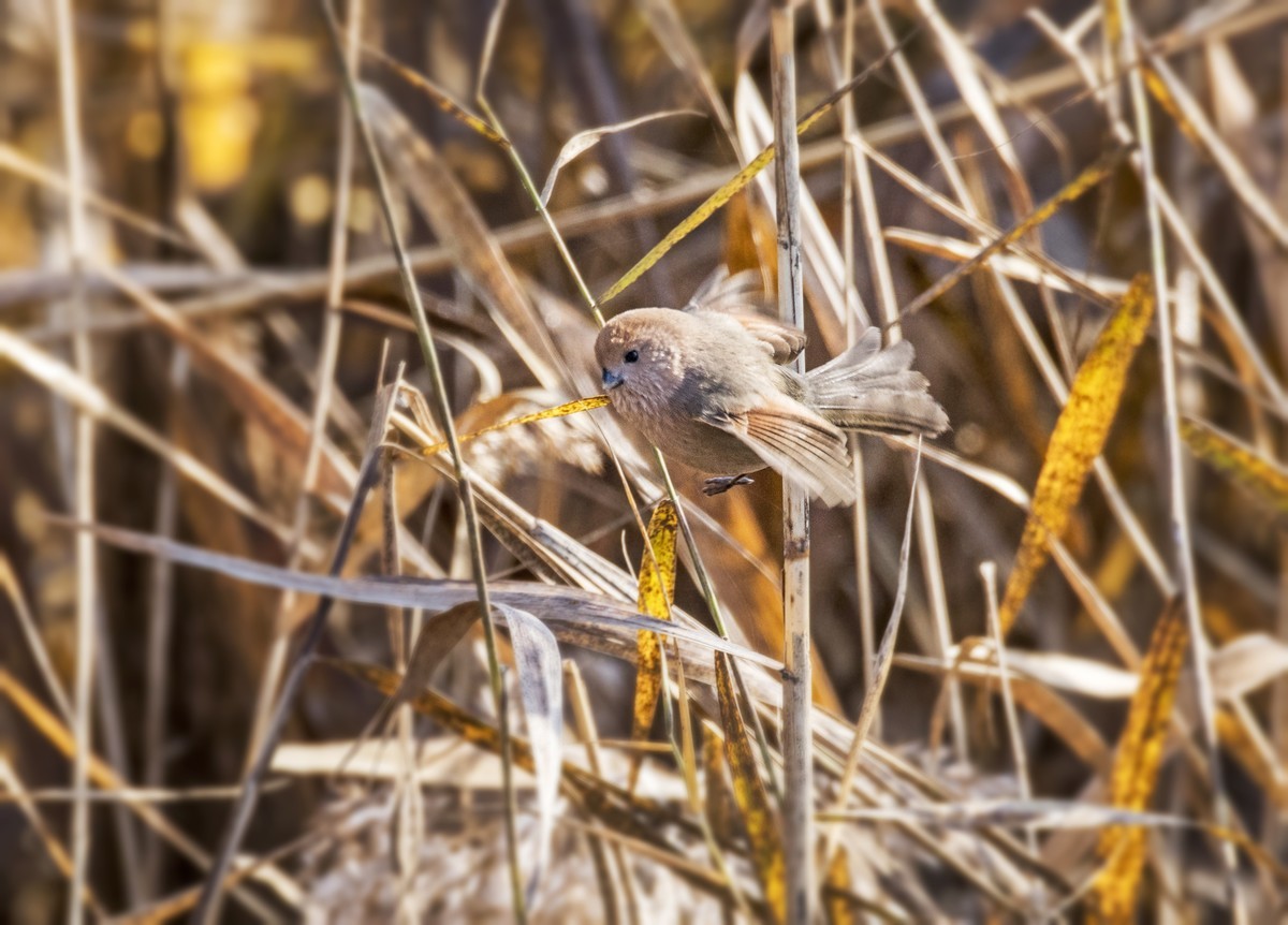 苇塘小精灵（三）