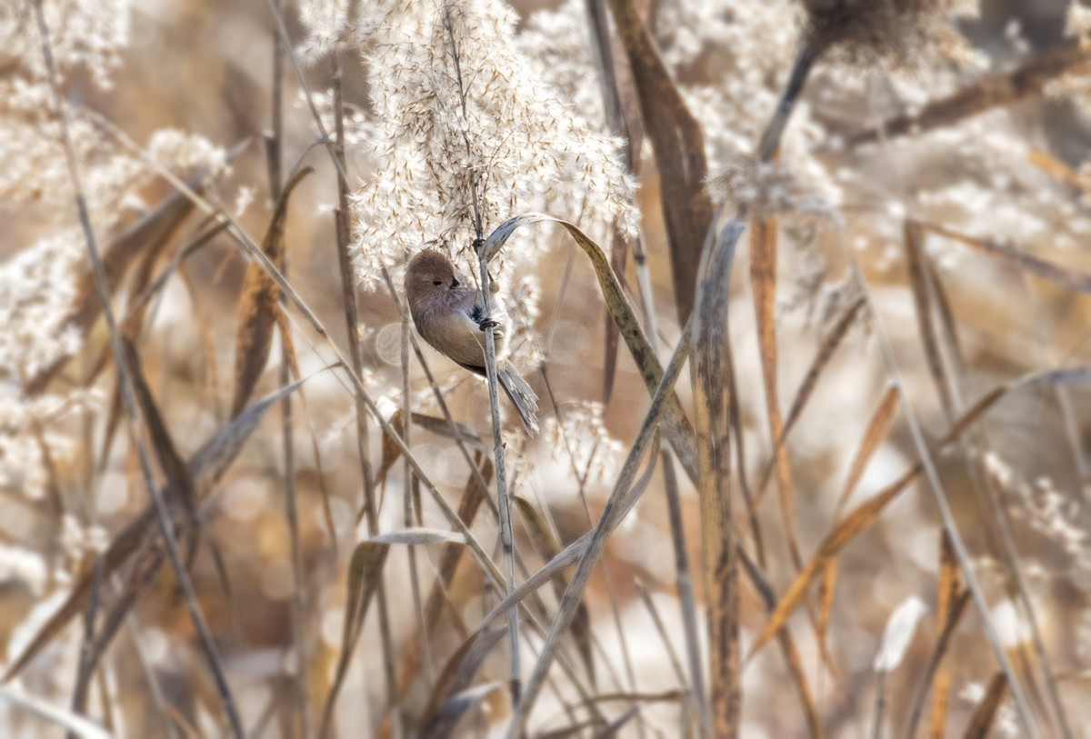 苇塘小精灵（三）