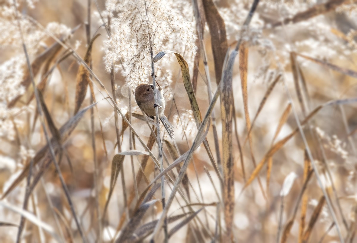苇塘小精灵（三）