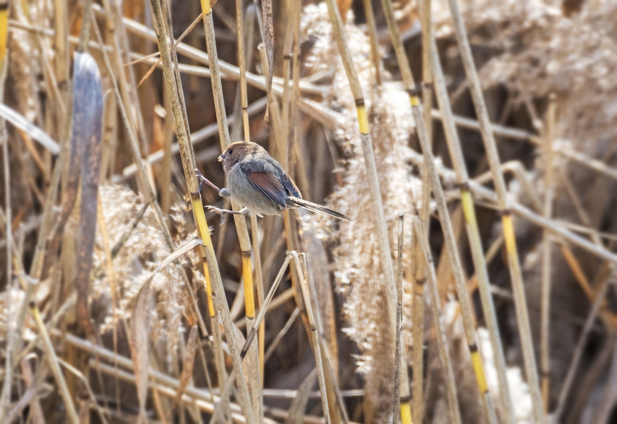 苇塘小精灵（三）