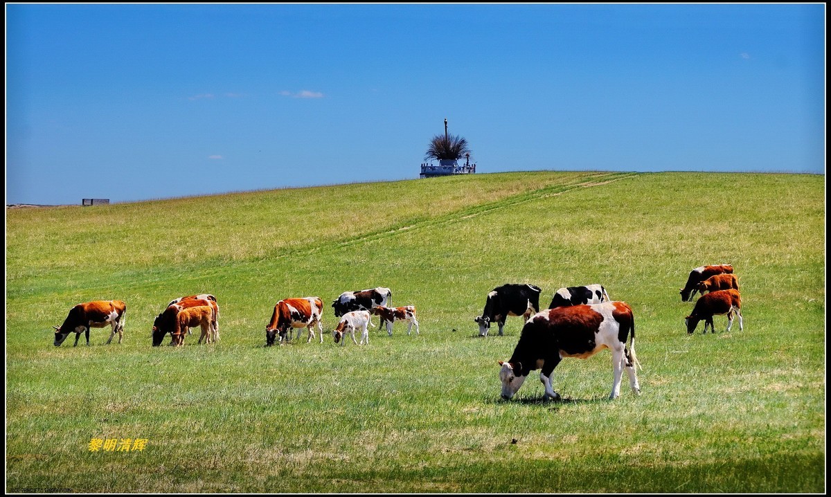 东北游呼伦贝尔大草原牛群满山跑1