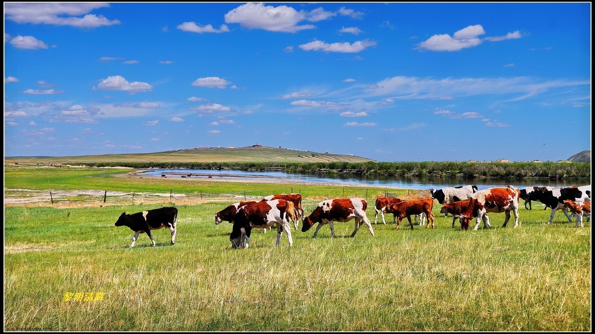 东北游呼伦贝尔大草原牛群满山跑1