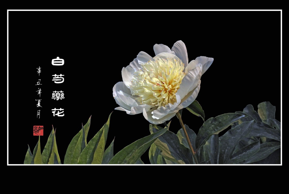 洁白无瑕的白芍药花
