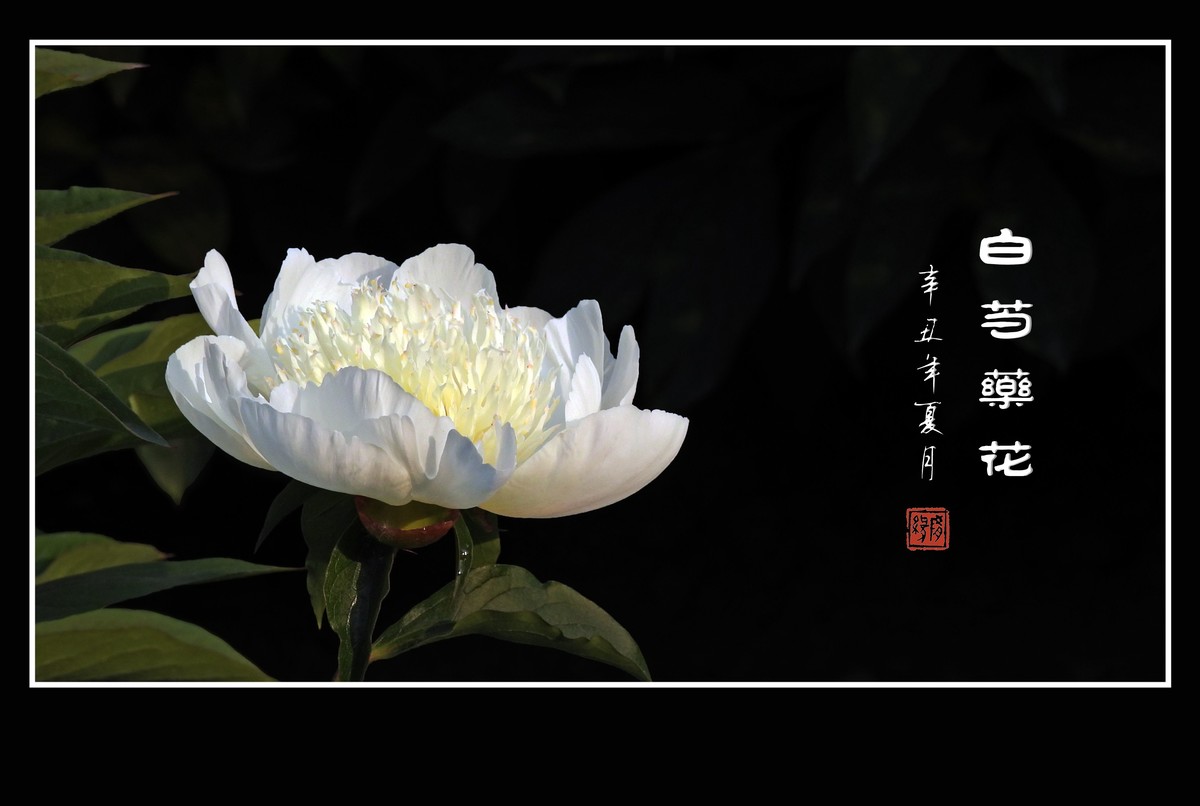 洁白无瑕的白芍药花