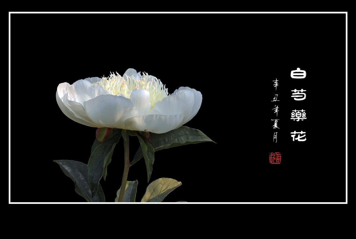 洁白无瑕的白芍药花