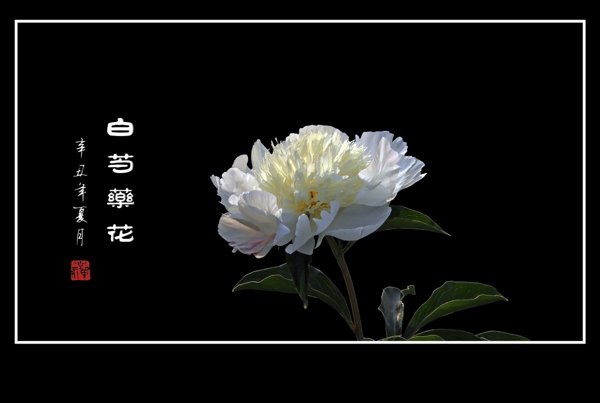 洁白无瑕的白芍药花