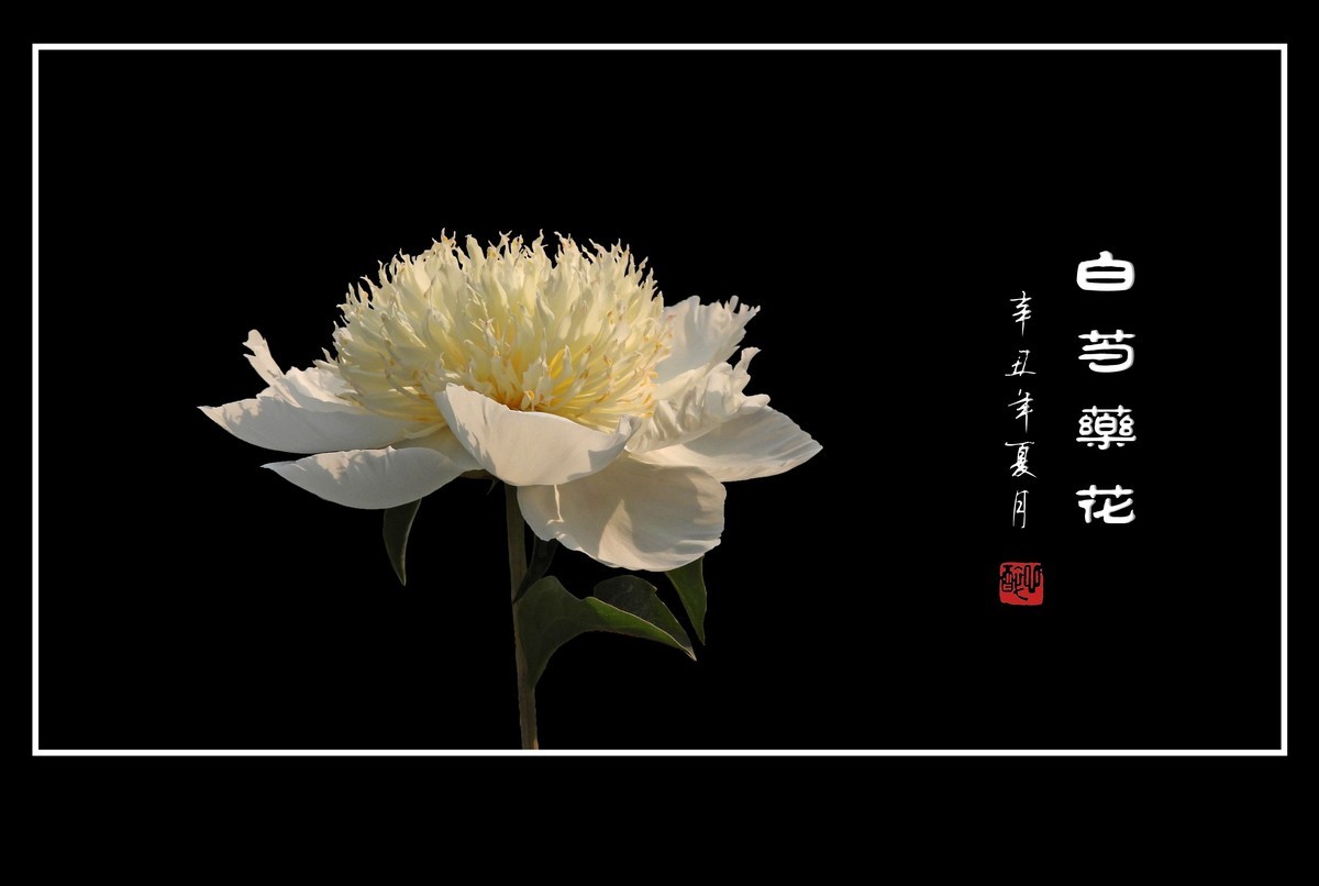 洁白无瑕的白芍药花