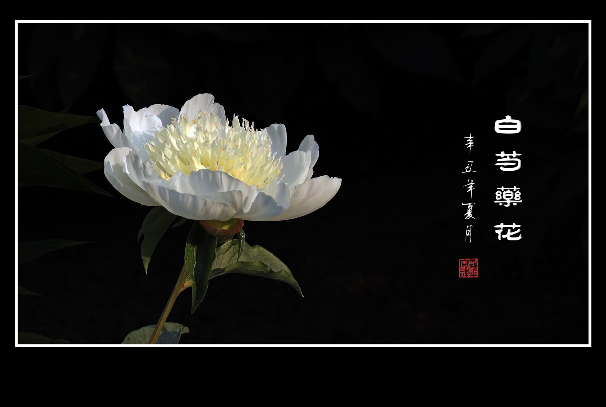 洁白无瑕的白芍药花