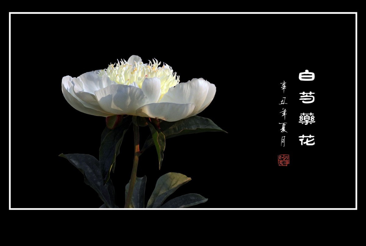 洁白无瑕的白芍药花