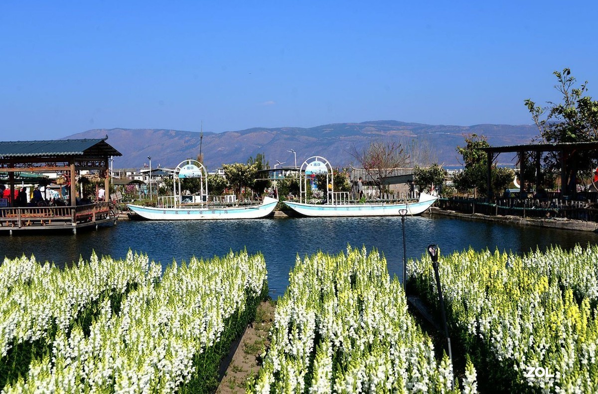 云南游记大理花田掠影