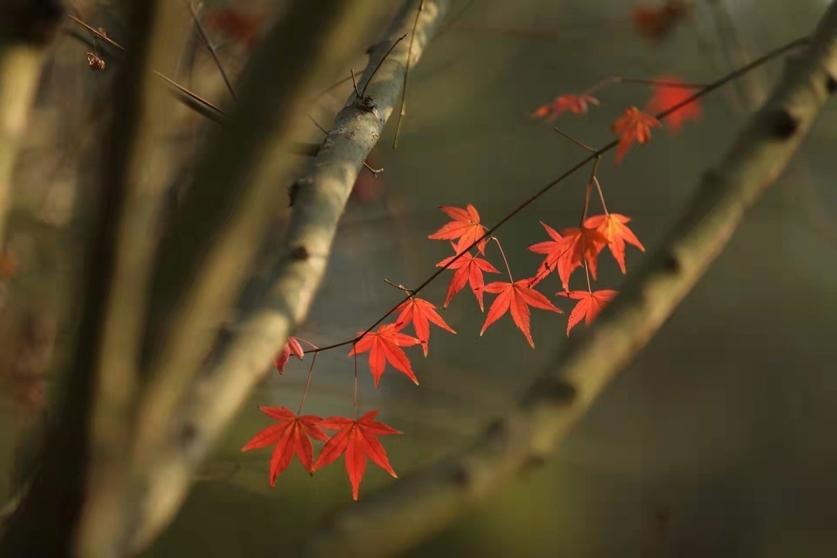 霜叶红于二月花