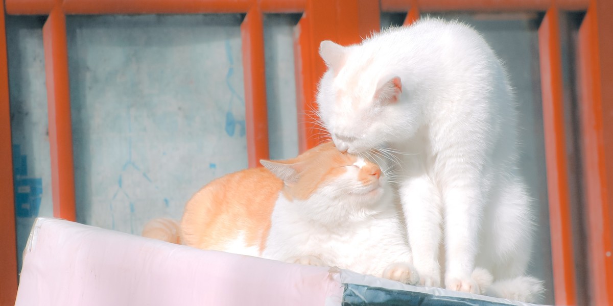 【尼康AF-S 70-300】流浪猫 D70S试拍
