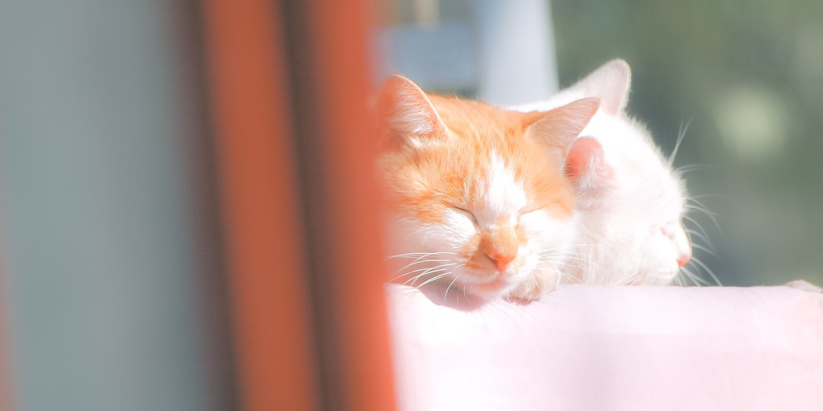 【尼康AF-S 70-300】流浪猫 D70S试拍