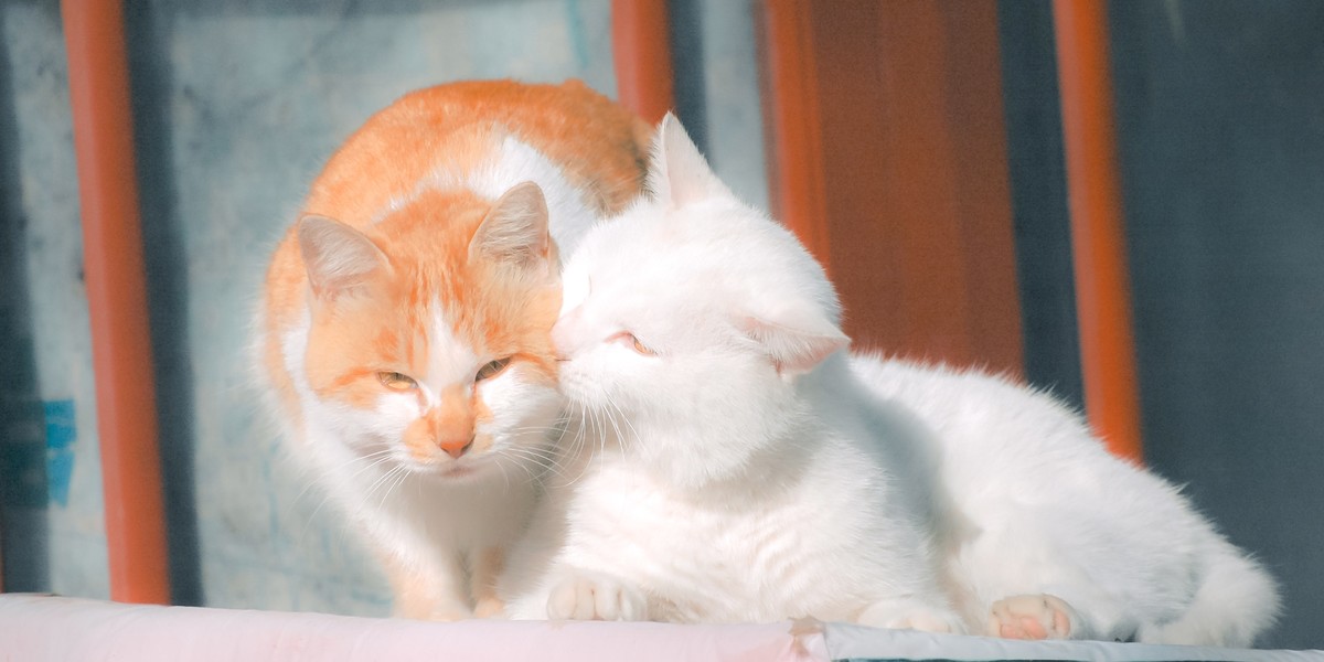 【尼康AF-S 70-300】流浪猫 D70S试拍