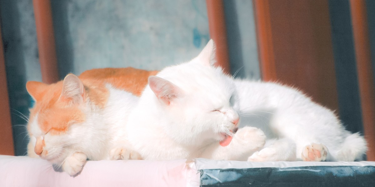 【尼康AF-S 70-300】流浪猫 D70S试拍