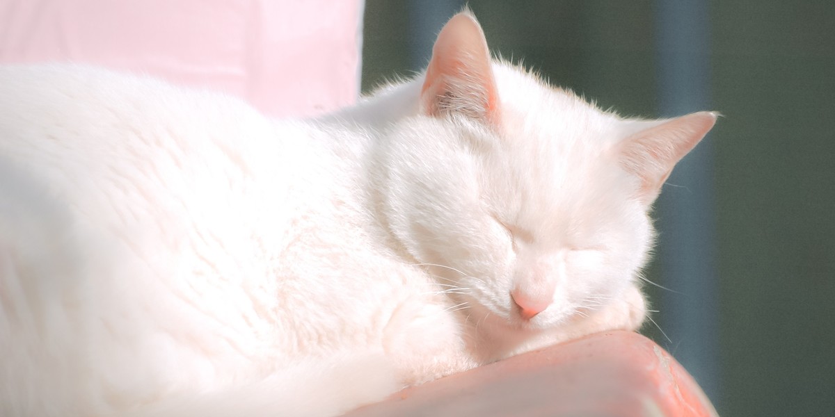 【尼康AF-S 70-300】流浪猫 D70S试拍