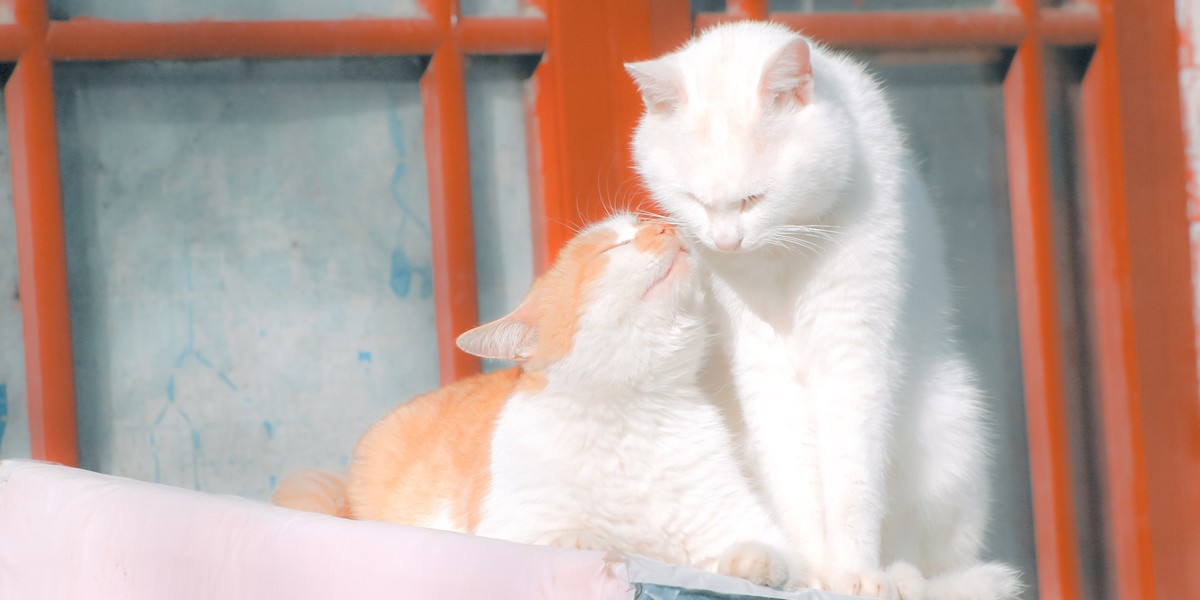 【尼康AF-S 70-300】流浪猫 D70S试拍