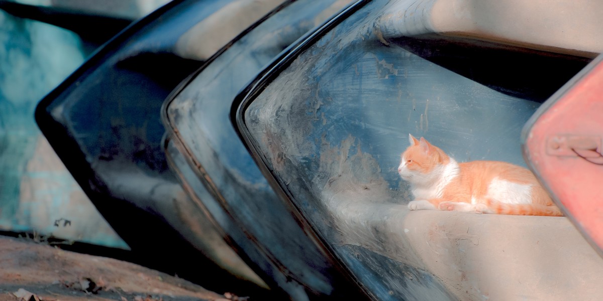 【尼康AF-S 70-300】流浪猫 D70S试拍