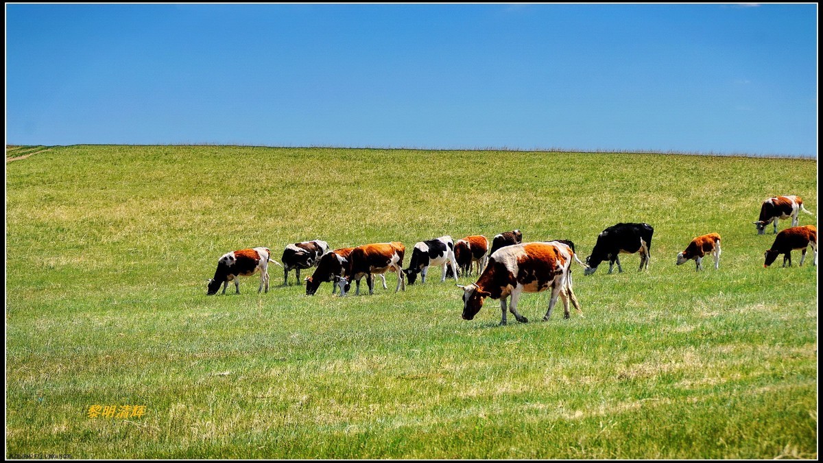 东北游呼伦贝尔大草原牛群满山跑1