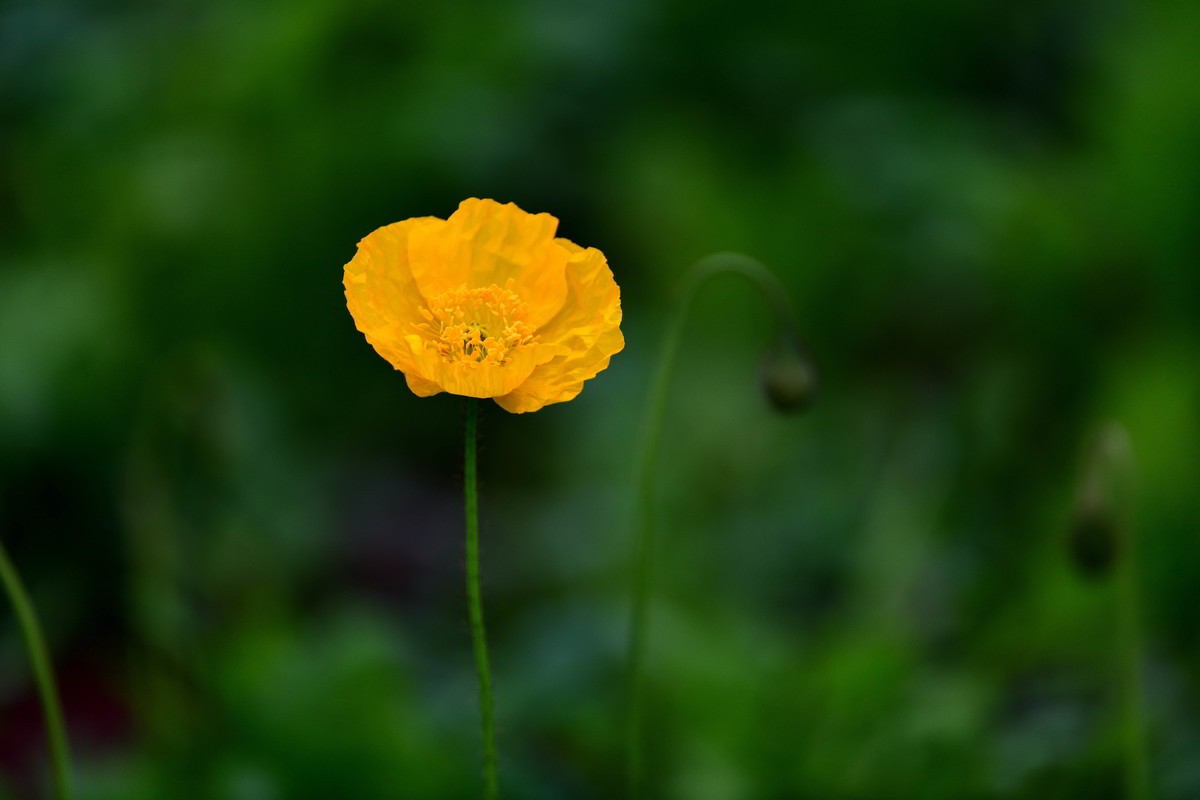 一组小花