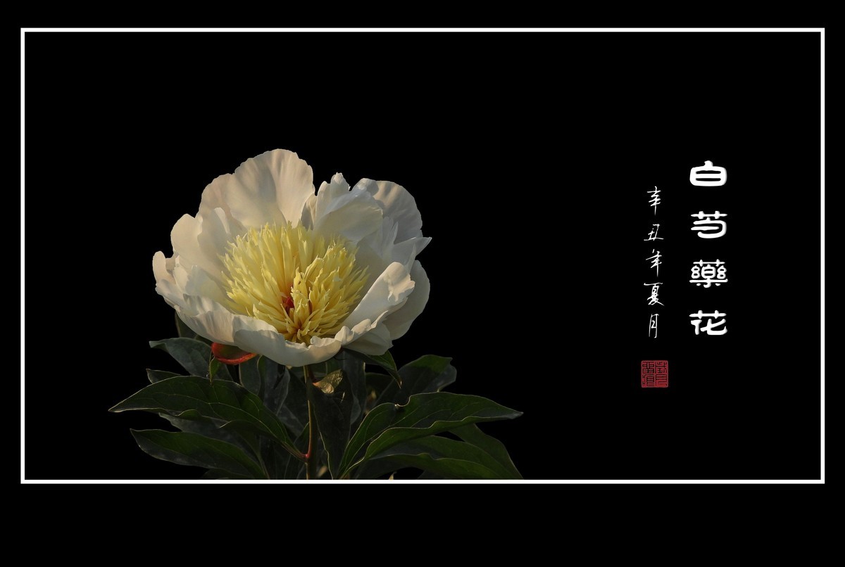 洁白无瑕的白芍药花