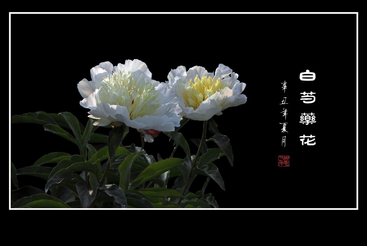 洁白无瑕的白芍药花
