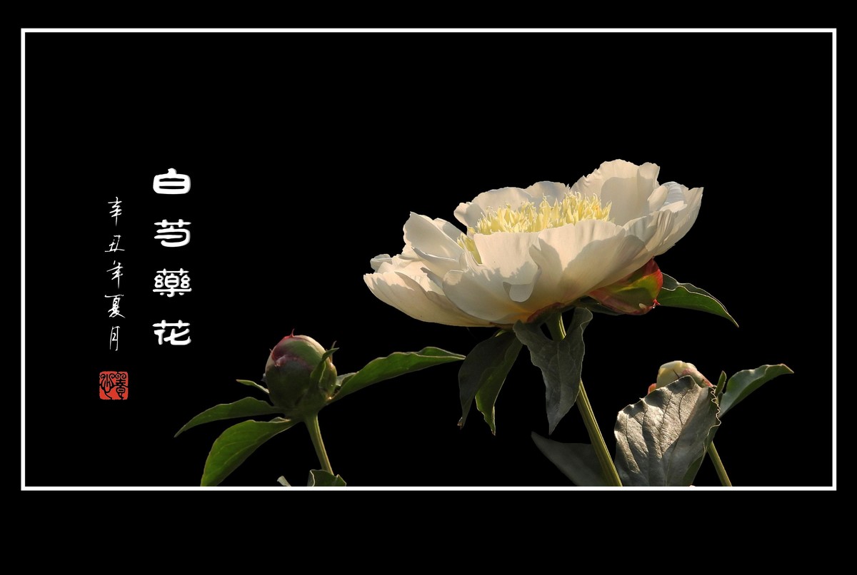 洁白无瑕的白芍药花