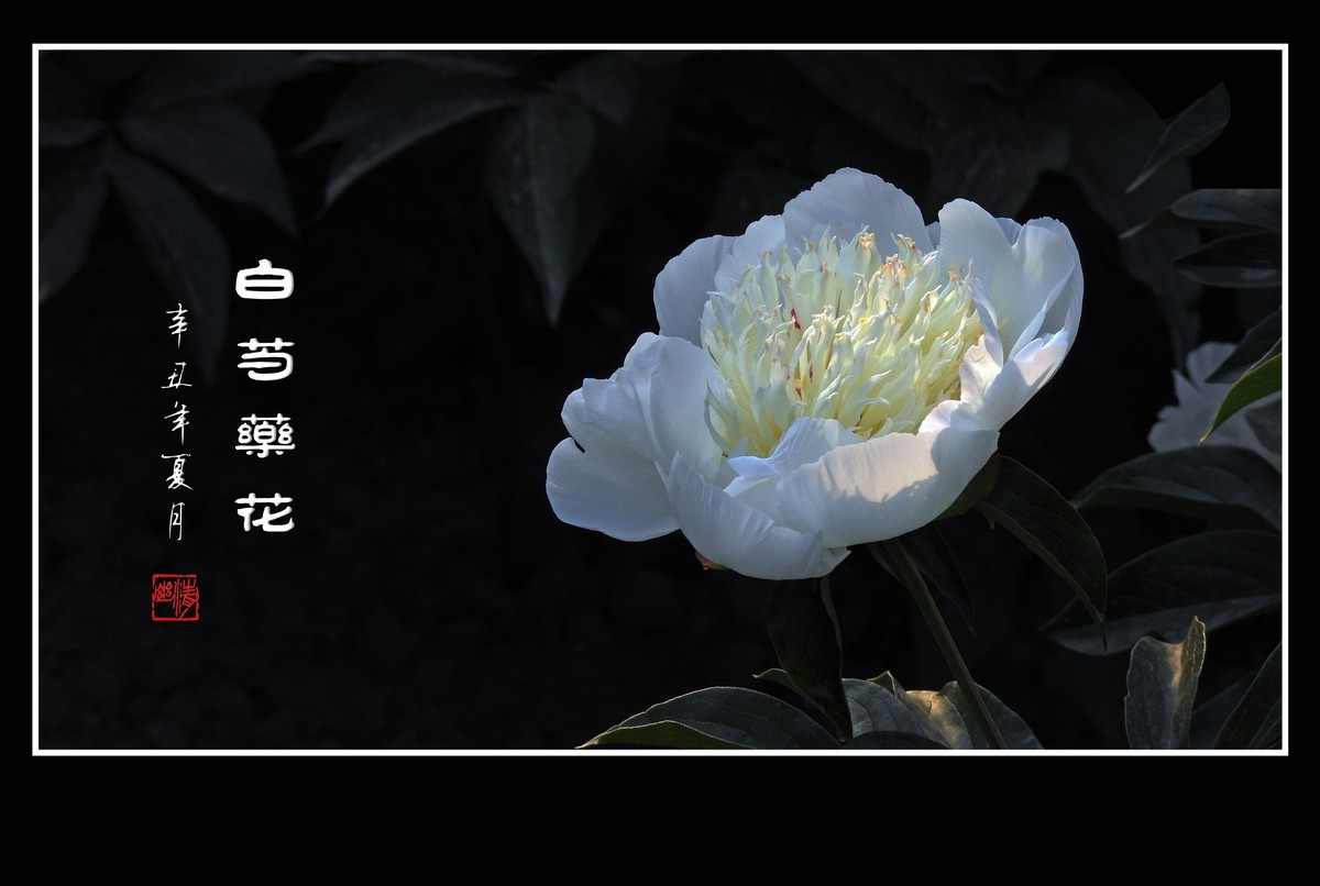 洁白无瑕的白芍药花