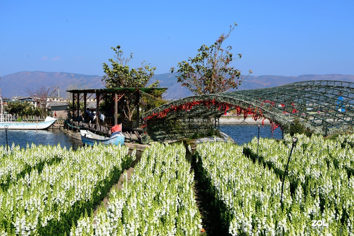 云南游记大理花田掠影