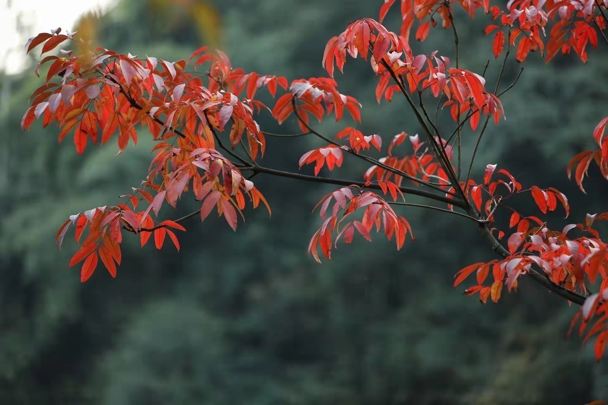 【霜叶红于二月花摄影图片】生态摄影_太平洋电脑网摄影部落