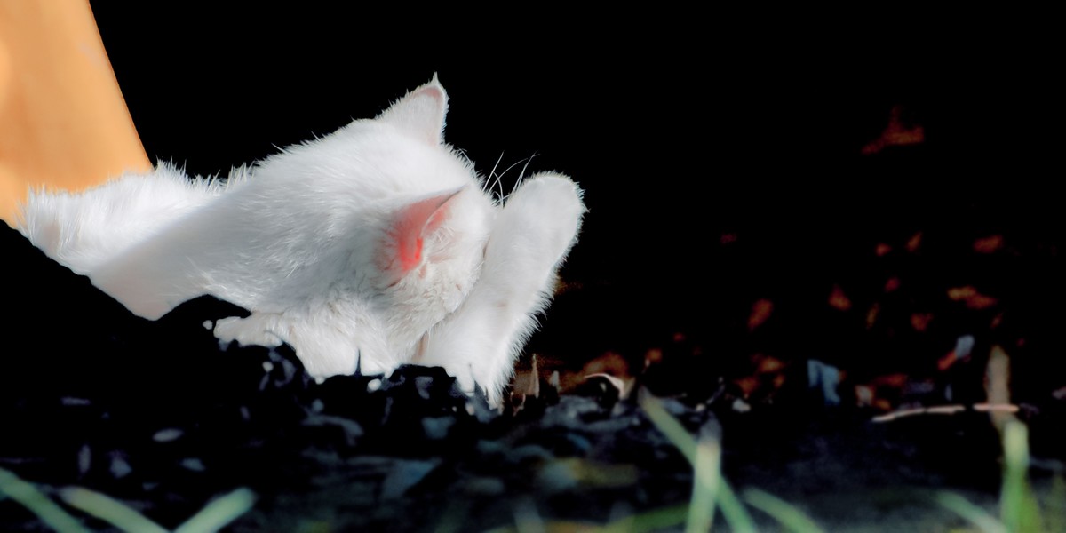 【尼康AF-S 70-300】流浪猫 D70S试拍