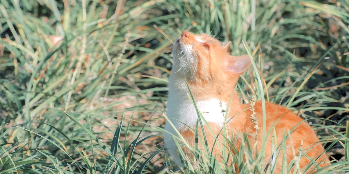 【尼康AF-S 70-300】流浪猫 D70S试拍