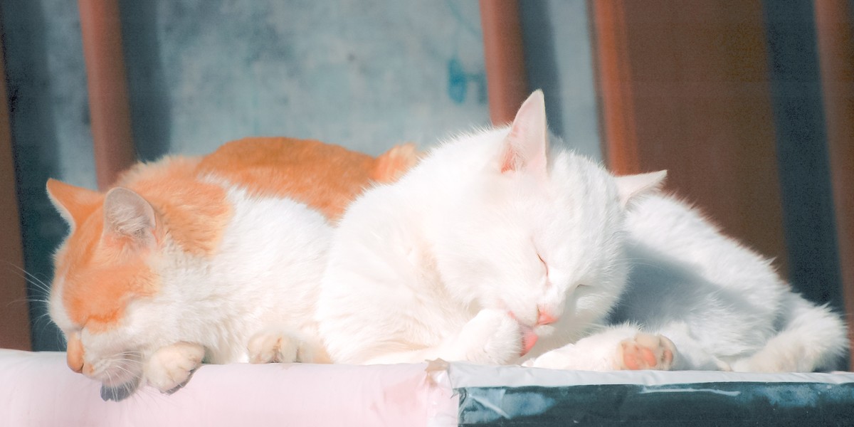 【尼康AF-S 70-300】流浪猫 D70S试拍