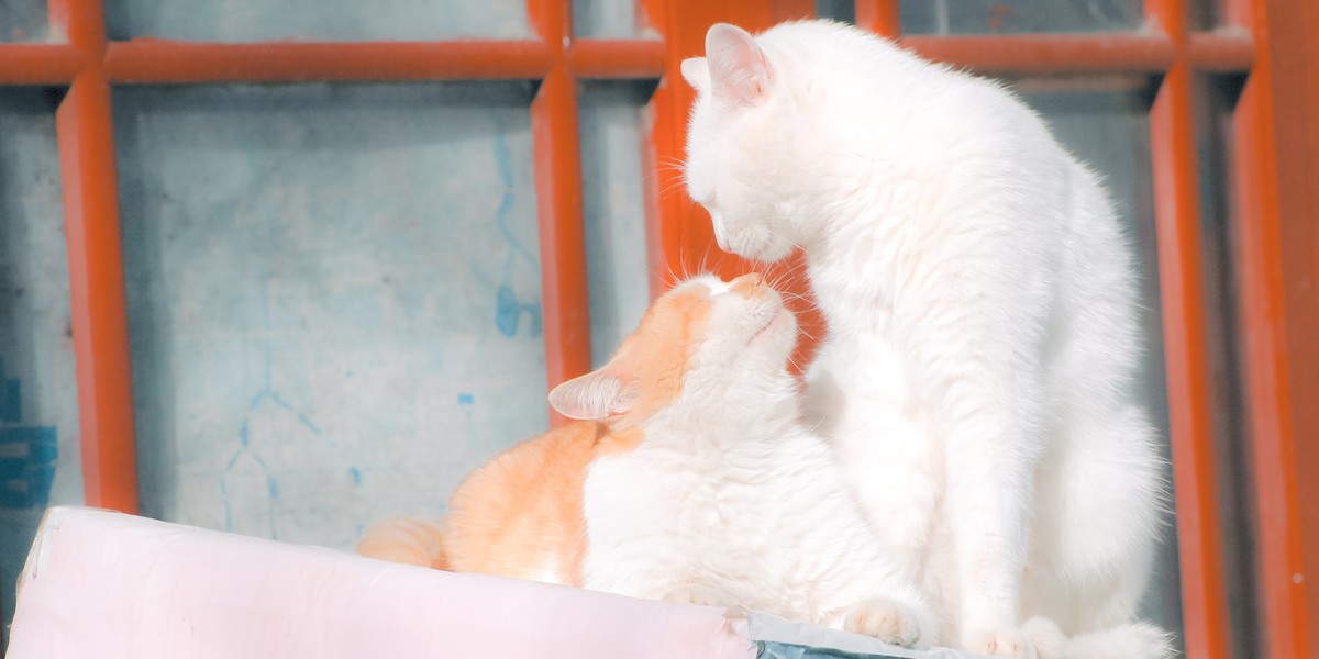 【尼康AF-S 70-300】流浪猫 D70S试拍