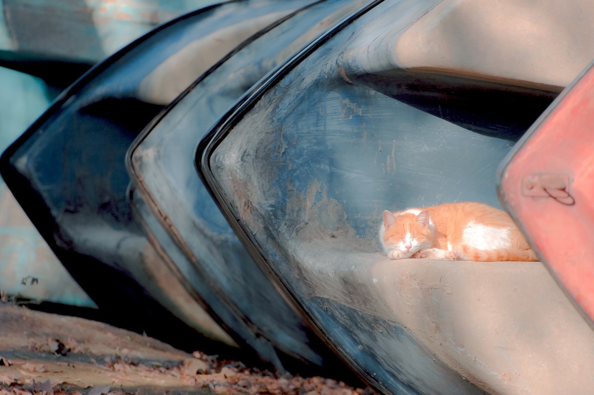 【尼康AF-S 70-300】流浪猫 D70S试拍